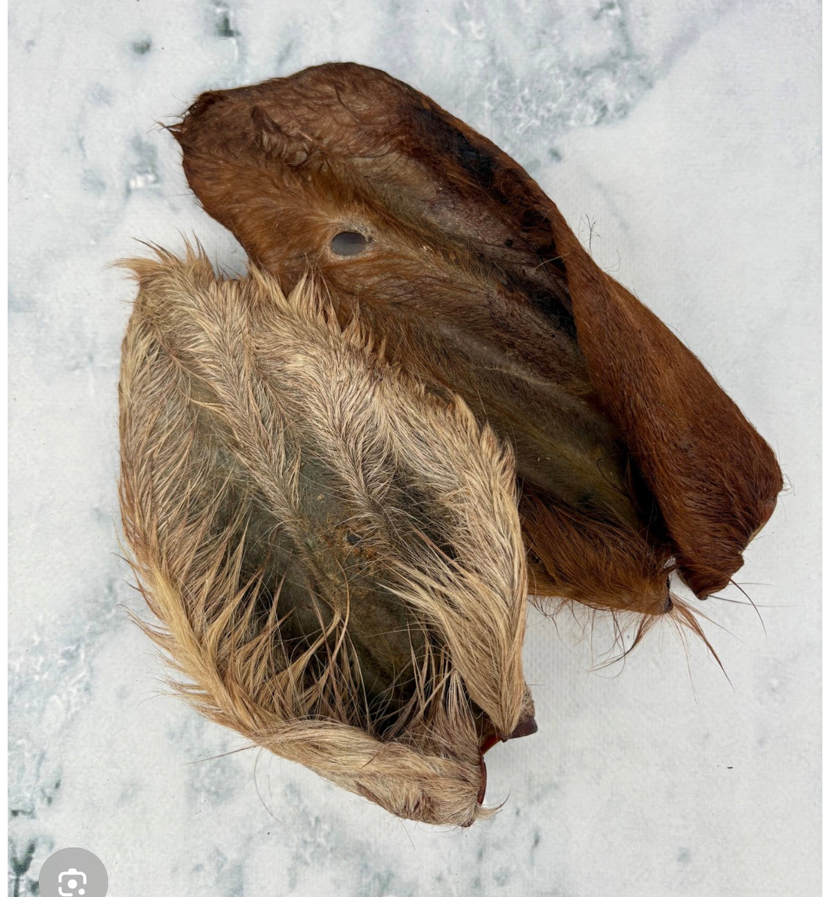 Hairy Cows Ear